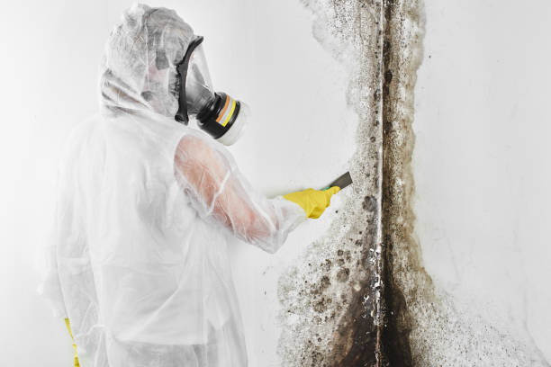 Best Mold Remediation for Healthcare Facilities  in San Diego, TX